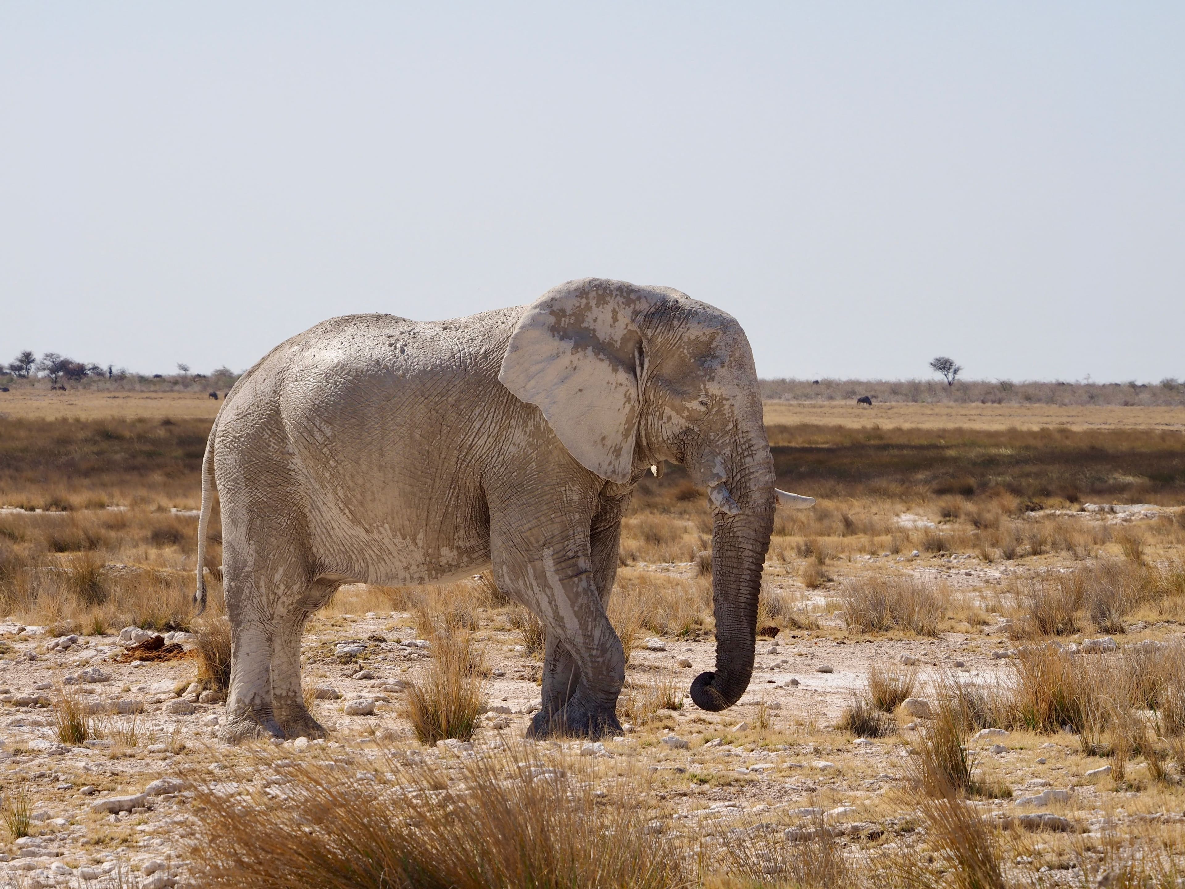 Etosha zuid