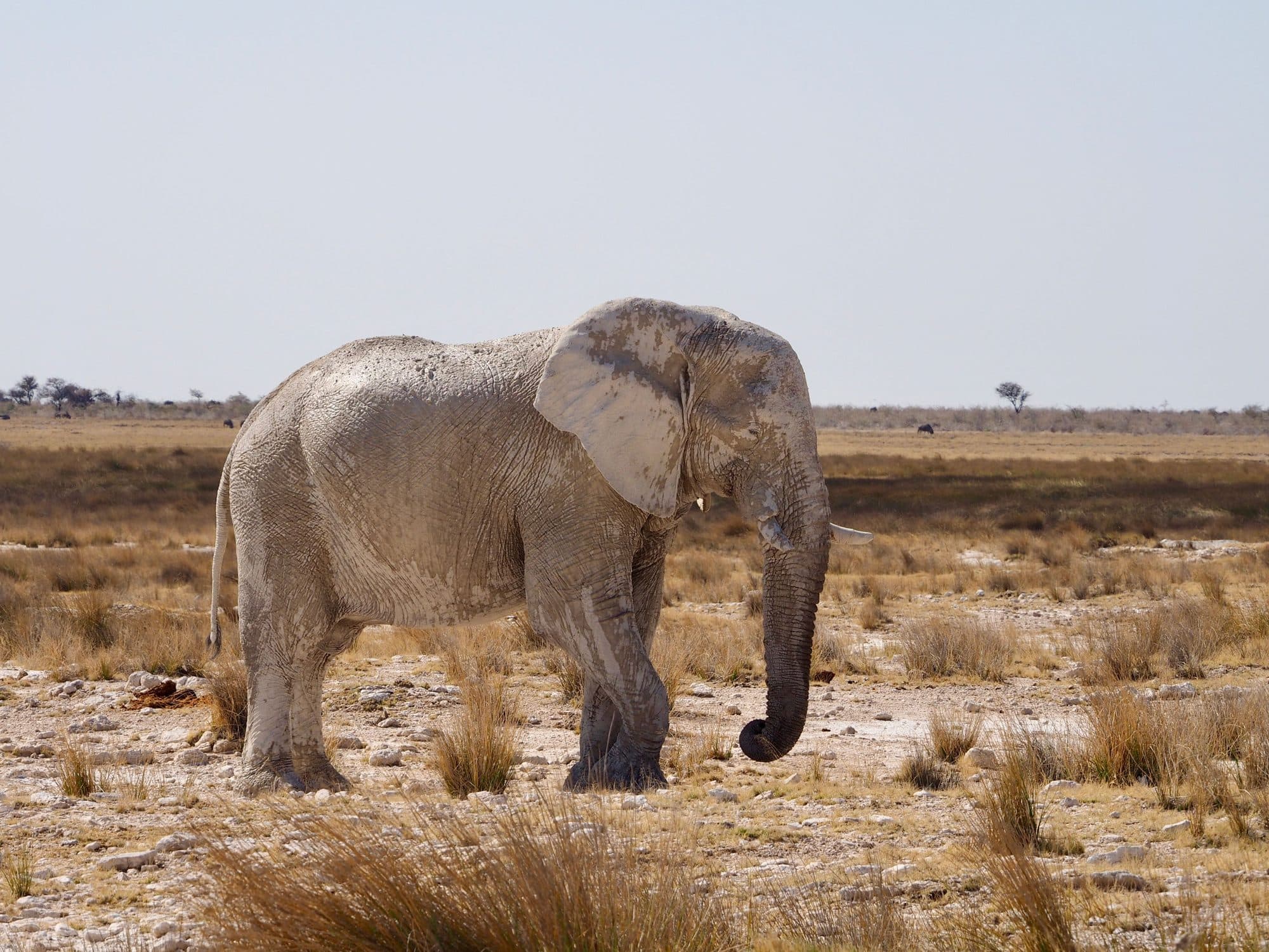 Damaraland