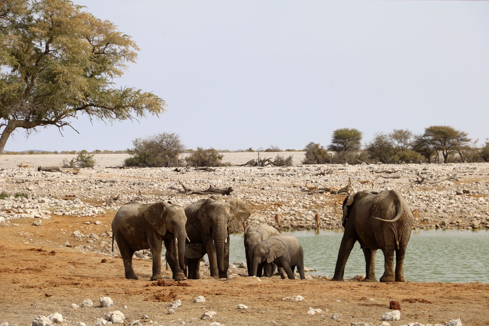 Etosha National Park